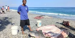 Perempuan Warga Negara Amerika yang Sempat Hilang saat Menyelam di Maluku, Diduga Tewas Dimakan Ikan Hiu