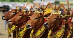 7 Tradisi Unik Menyambut Perayaan Idul Adha yang Hanya Ada di Indonesia, Salah Satunya Sapi Harus Dirias