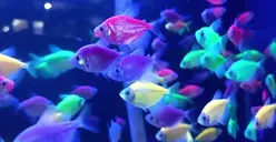 Bebas Biaya dan Pemasangan Mesin Aerator, Ini Sepuluh Jenis Ikan Hias yang Cocok Dijadikan Ide Usaha Rumahan