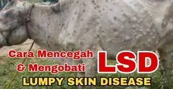 Waspada! Menjelang Perayaan Idul Adha, Warganet Kembali Digemparkan dengan Munculnya Virus Lato-Lato pada Hewan Kurban