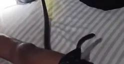 Viral! Asyik Tidur Lelap, Celana Boxer Pria di Thailand Kemasukan Ular Kobra