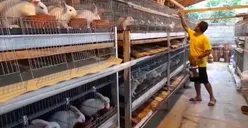 Peluang Emas! Ini 6 ide Bisnis Peternakan Paling Cuan, Salah Satunya Ternak Kelinci!