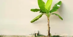 Tes Kepribadian Singkat: Hewan Pertama yang Mendapatkan Pisang Lebih Dulu Ungkap Tipe Karakter Kamu