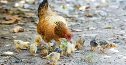 7 Ide Bisnis yang Cocok di Kampung dengan Modal Kecil tapi Untung Besar dan Hasil Menjanjikan