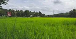 Tren Angka Penurunan Luas Panen dan Produksi Padi di DKI Jakarta Tahun 2024, Karena Banyaknya Pembangunan? 