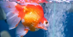 BPS Rilis Data Wilayah di Jakarta Penghasil Ikan Hias Terbanyak, Kota Ini Hasilkan 6 Juta Ekor!