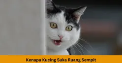 Mengungkap Psikologi Kucing: Kenapa Lebih Suka Berada di Ruangan Sempit, Ternyata karena 5 Alasan Ini 