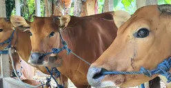 Jangan Asal Pilih, Berikut Cara Memilih Hewan Kurban dan Syarat yang Harus Dipenuhi untuk Lebaran Idul Adha