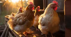 5 Ide Usaha Ternak bagi Pemula yang Minim Modal tapi Cepat Panen dan Pastinya Cuan, Ada Ayam hingga Kroto