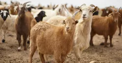 3 Daerah Penghasil Daging Kambing Terbesar di DKI Jakarta, Produksinya Capai Ratusan Ton