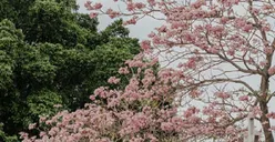 Fakta-fakta Tentang Pohon Tabebuya yang Mirip dengan Sakura...
