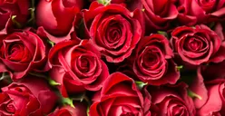 4 Kepribadian Seseorang Yang Suka Warna Merah, Salah Satunya Adalah Berambisi!