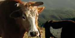 Hanya Ada 3! Ini Daerah Penghasil Daging Sapi Perah Terbesar di DKI Jakarta, Jaksel Termasuk?