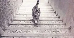 Tes Kepribadian: Apakah Kamu Melihat Kucing Naik atau Turun? Ungkap Kecenderungan Kepribadianmu Lewat Tes Ini