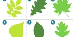 Tes Kepribadian: Pilih Satu Gambar Daun yang Paling Kamu Suka, Pilihanmu Melambangkan Karaktermu