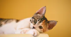 Tahukah Kamu? 5 Fakta Unik Pecinta Kucing Dilihat dari Sifat dan Kepribadiannya 