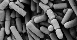 Mengenal Bakteri Bacillus Cereus, Penyebab Keracunan Cimin Anak SD di Bandung Barat