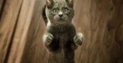 Fakta Kucing yang Sering Dianggap Majikan Manusia, Nomor Sembilan Bikin Babunya Jadi Tambah Sayang