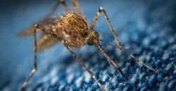 Selain Sebagai Alat Pembasmi DBD, Benarkah Wolbachia juga Bisa Mengendalikan Penyakit Lain?