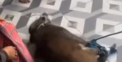 Viral Video Seekor Babi Hutan Masuk ke Rumah Ketua DPRD Kuningan Jelang Magrib, Mau Ambil Apa Sih?