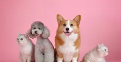 Membaca Kepribadian Seseorang dari Hewan Favorit: Kamu Lebih Suka Anjing, Kucing, Ikan atau Kelinci?
