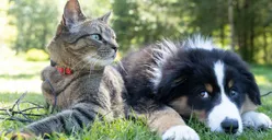 Fakta Psikologis Perbedaan Kepribadian Orang yang Memelihara Anjing dan Kucing