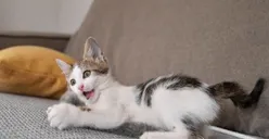 15 Arti Perilaku Kucing, Buang Kotoran Sembarangan di Rumah Pertanda Baik atau Buruk?