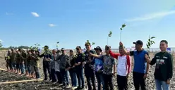 Rayakan HUT ke-78 RI, PNM Tanam 22.000 Pohon Mangrove Demi Bantu Tekan Polusi dan Stabilkan Ekosistem Pesisir