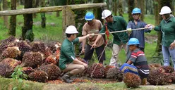Loker Terbaru Planter Development Program PT Astra Agro Lestari untuk D4-S1, Daftar Segera Jenjang Karir Menjanjikan!