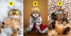 Apa yang Dibutuhkan untuk Benar-benar Bahagia? Cari Tahu Kepribadianmu dengan Pilih Kucing Favoritmu!