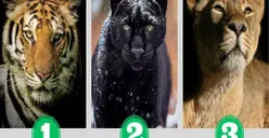 Tes Kepribadian: Cari Tahu Tingkat Kemandirian Kamu dengan Memilih 3 Kucing di Gambar Ini