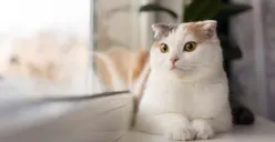 Punya Kucing dan Ingin Tinggalkan Sendiri di Rumah Saat Mudik? Yuk, Ikuti Tips Aman Ini