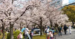 5 Kebiasaan Orang Jepang yang Bikin Umur Panjang, Salah Satunya Cara Masak yang Berbeda