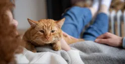 5 Fakta Unik Tentang Kucing, Salah Satunya Bisa Merasakan Emosi Manusia Lho!