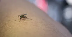 Akan Disebar di Jakarta, Apa Rasanya Digigit Nyamuk Wolbachia, Lebih Sakit atau Tak Berasa?