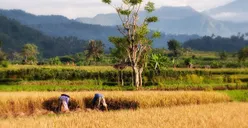 TOP 10 Kabupaten Kota Penghasil Padi Terbanyak di Jawa Timur, Nomor 1 Bukan Surabaya atau Malang