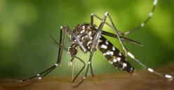 Fakta-Fakta Nyamuk Wolbachia yang akan Disebar di Jakarta, Ga Bahaya Tah?