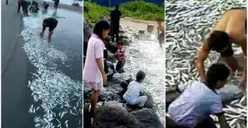 Terpopuler! BMKG Tanggapi Fenomena Ribuan Ikan Loncat ke Daratan di Sejumlah Daerah, Pertanda Apakah?