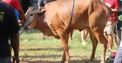 Jelang Idul Adha, Kurban Kambing atau Sapi Mana yang Lebih Afdol? Ini Penjelasan Ustaz Abdul Somad!
