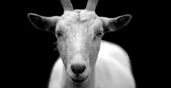 Sunnah atau Wajib? Begini Hukum Qurban Menurut Ustaz Adi Hidayat 