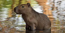 Jadi Penyebab Jerome Polin Dihujat Netizen, Ternyata Ini Asal Usul Capybara Disebut Masbro