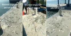 Viral Fenomena Ikan Naik ke Daratan, BMKG Buka Suara! Pertanda Gempa Bumi dan Tsunami? Cek di Sini!