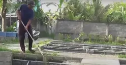 Jangan Gengsi, Budidaya Ikan Lele Sungguh Menjanjikan: Bisa Hasilkan Omzet Rp10 Juta Per Hari!