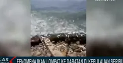 Viral Ribuan Ikan Lompat ke Daratan, Masyarakat Khawatir Akan Tanda-tanda Gempa dan Tsunami, Begini Kata BMKG
