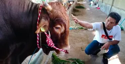 Presiden Jokowi Pilih Rayakan Idul Adha 2023 di Kota Ini, Beri Bantuan Sapi Kurban Black Boss Berat 1,03 Ton