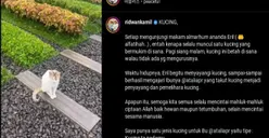 Sosok Kucing Setia di Makam Eril, Ridwan Kamil  Nitip Pesan untuk Jagain Putra Tercintanya!