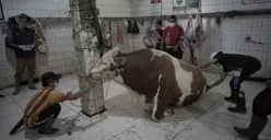 Idul Adha Tiba! Tips Ampuh Menghilangkan Bau dan Bikin Empuk Daging Kurban