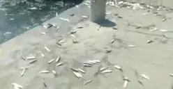 Heboh Fenomena Ikan Naik ke Daratan Dikaitkan dengan Bencana Alam, Begini Penjelasan BMKG!
