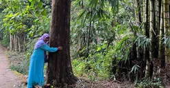 Viral di Twitter Pohon Sonokeling Seharga Mobil, Netizen Ramai Beri Komentar: Laku Rp 300 Juta Mas
