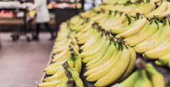 Ingin Diet? Ayo Konsumsi 5 Jenis Pisang Ini, Dijamin dapat Membantu Menahan Lapar